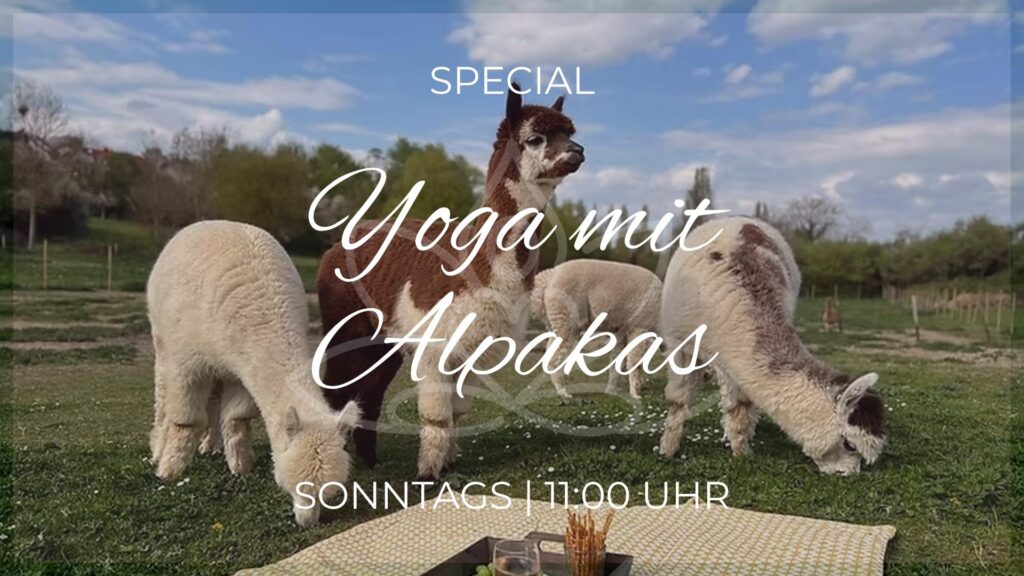 Lovely Yoga auf der Alpakaweide