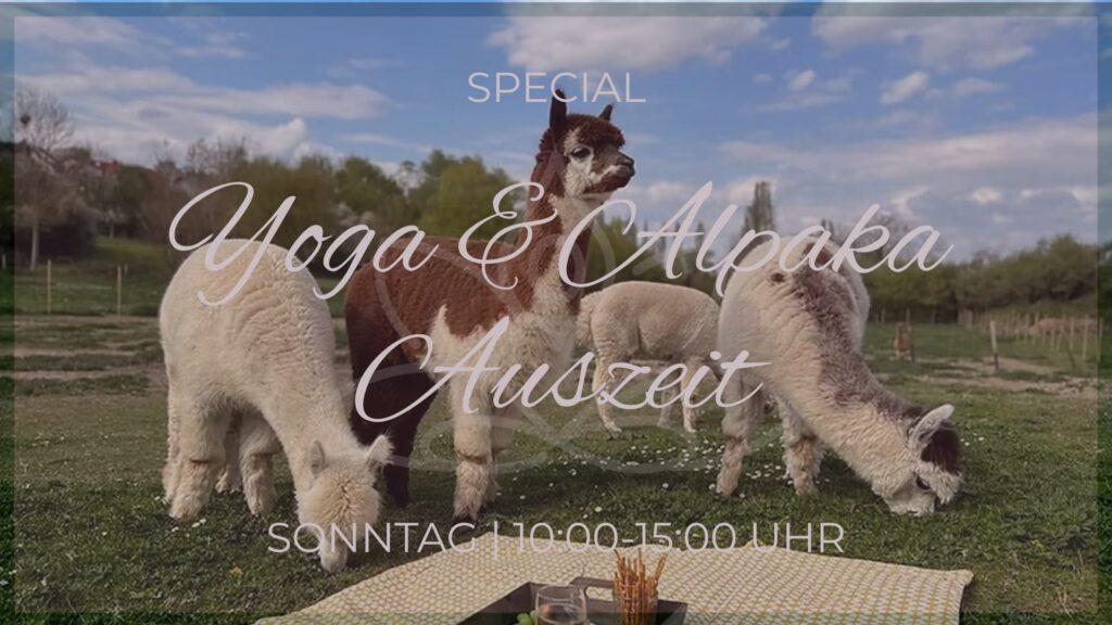 Yoga und Alpaka Auszeit