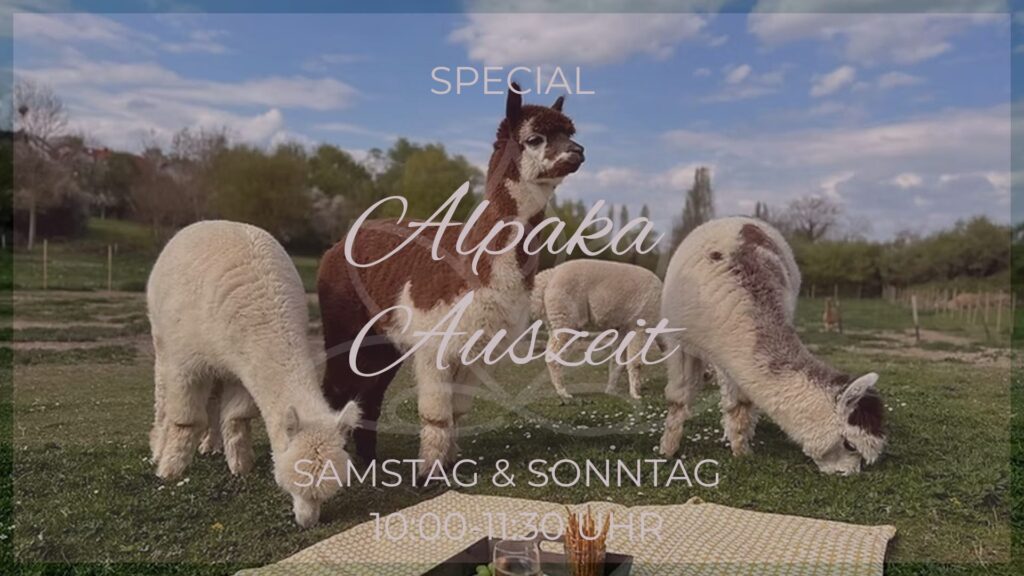 Alpaka Auszeit