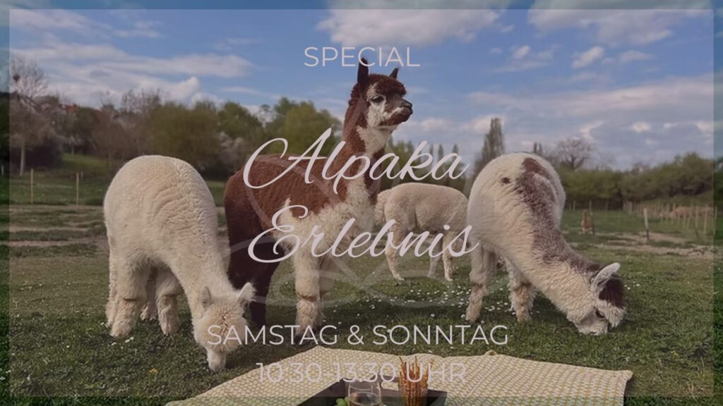 Alpaka Erlebnis